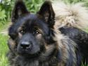 Eurasier Ankerstjernes C-Anouk