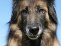 Tervueren Chacami Dess * Himmelhund