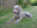 Weimaraner Sønderskovens Dalton