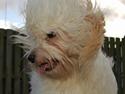 Coton de tulear Valde