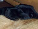 Labrador retriever Tilde *SOLGT*