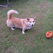 Welsh corgi pembroke SABO #R.I.P ;(