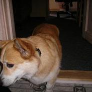 Welsh corgi pembroke SABO #R.I.P ;(