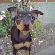 Dvaergpinscher  * (¯`'Raul Morris'´¯) *