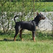 Dvaergpinscher  * (¯`'Raul Morris'´¯) *