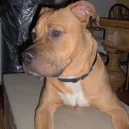 Amerikansk staffordshire terrier Macho