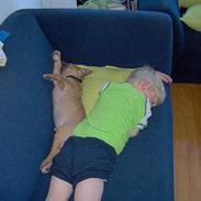 Amerikansk staffordshire terrier Macho