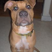 Amerikansk staffordshire terrier Macho