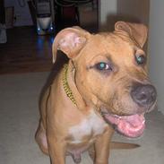 Amerikansk staffordshire terrier Macho