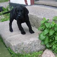 Labrador retriever Sniper