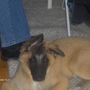 Belgisk hyrdehund king SOLGT :(!