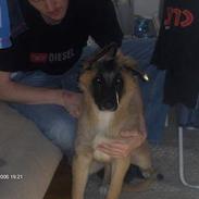Belgisk hyrdehund king SOLGT :(!