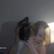 Belgisk hyrdehund king SOLGT :(!