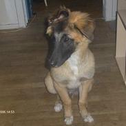 Belgisk hyrdehund king SOLGT :(!