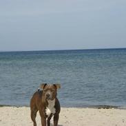 Amerikansk staffordshire terrier Zindi