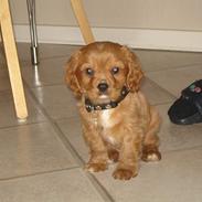 Cavalier king charles spaniel Charlie