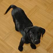 Labrador retriever Batman