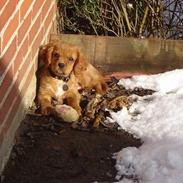 Cavalier king charles spaniel Charlie