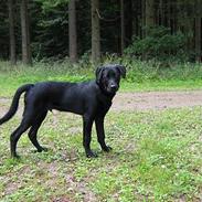 Blanding af racer ollie desværre væk fra os