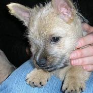 Cairn terrier sigurt