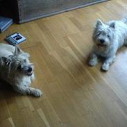 Cairn terrier sigurt