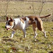 Blanding af racer (am.staff/bull) *Lexi*