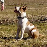 Blanding af racer (am.staff/bull) *Lexi*