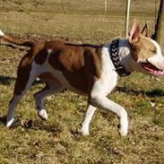 Blanding af racer (am.staff/bull) *Lexi*