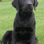 Labrador retriever Brown Hunt's Jolly Roger