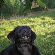 Labrador retriever Brown Hunt's Jolly Roger