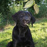 Labrador retriever Brown Hunt's Jolly Roger