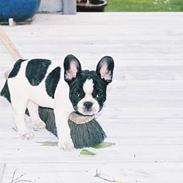 Fransk bulldog gizmo loke