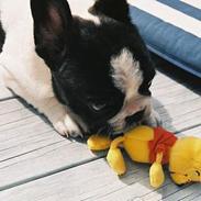 Fransk bulldog gizmo loke