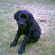 Labrador retriever Robin