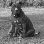 Amerikansk staffordshire terrier  'Molly' R.I.P 