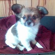 Blanding af racer Thor