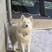 Samojedhund Freya