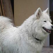 Samojedhund Freya