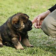 Eurasier Ankerstjernes C-Anouk