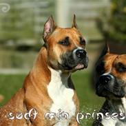 Amerikansk staffordshire terrier Freja + Aflivet +