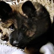 Eurasier Ankerstjernes C-Anouk