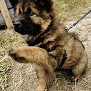 Eurasier Ankerstjernes C-Anouk