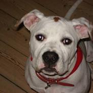 Amerikansk bulldog ABO's  Billie Holliday