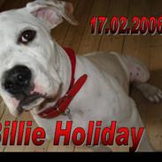 Amerikansk bulldog ABO's  Billie Holliday