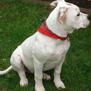 Amerikansk bulldog ABO's  Billie Holliday