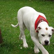 Amerikansk bulldog ABO's  Billie Holliday