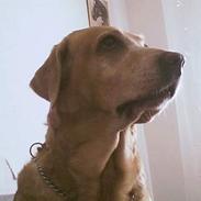 Labrador retriever Bella