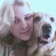 Labrador retriever Bella