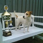 Jack russell terrier AAA   Just a Gigolo xz