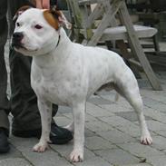 Staffordshire bull terrier Loke